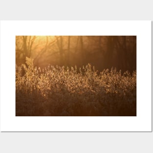 Golden Soybean Field Posters and Art